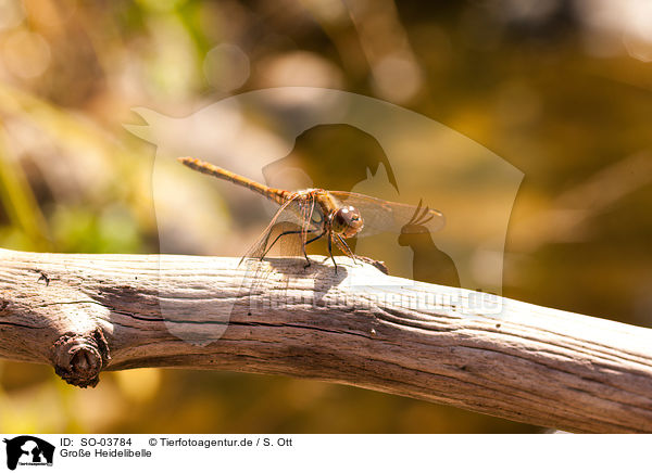 Groe Heidelibelle / common darter / SO-03784