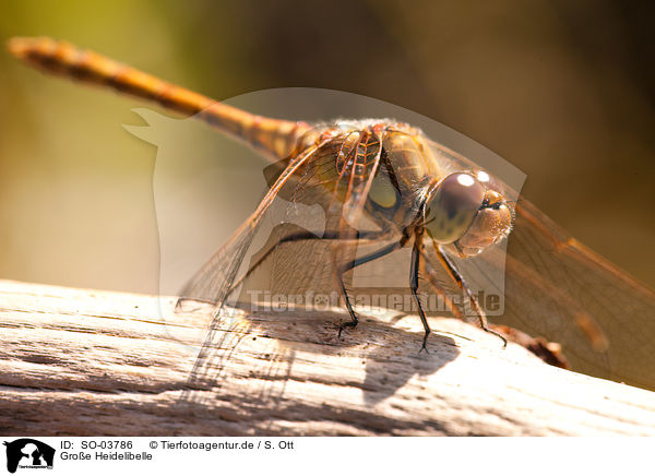 Groe Heidelibelle / common darter / SO-03786