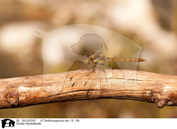 Groe Heidelibelle / common darter / SO-03787