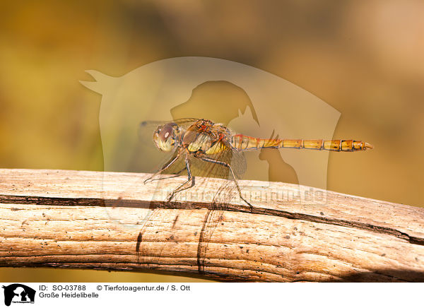 Groe Heidelibelle / common darter / SO-03788