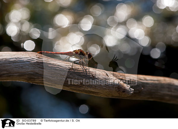 Groe Heidelibelle / common darter / SO-03789