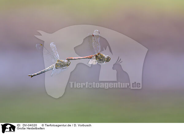 Groe Heidelibellen / common darter / DV-04020