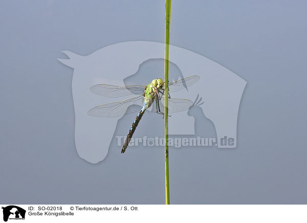 Groe Knigslibelle / emporer dragonfly / SO-02018
