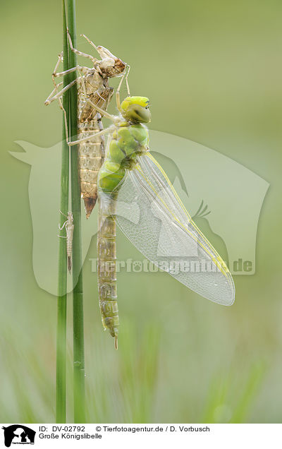 Groe Knigslibelle / emperor dragonfly / DV-02792