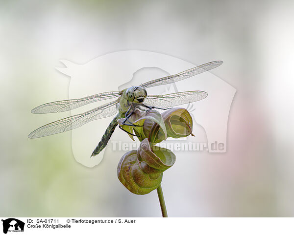Gro�e K�nigslibelle / blue emperor / SA-01711