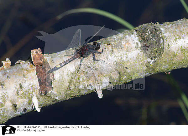 Groe Moosjungfer / large white-faced darter / THA-09412