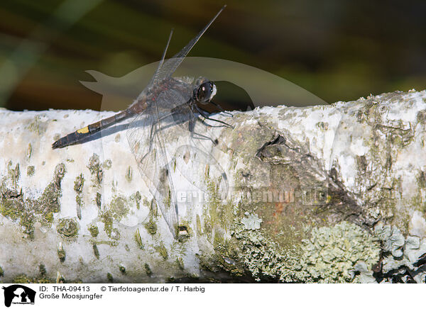 Groe Moosjungfer / large white-faced darter / THA-09413