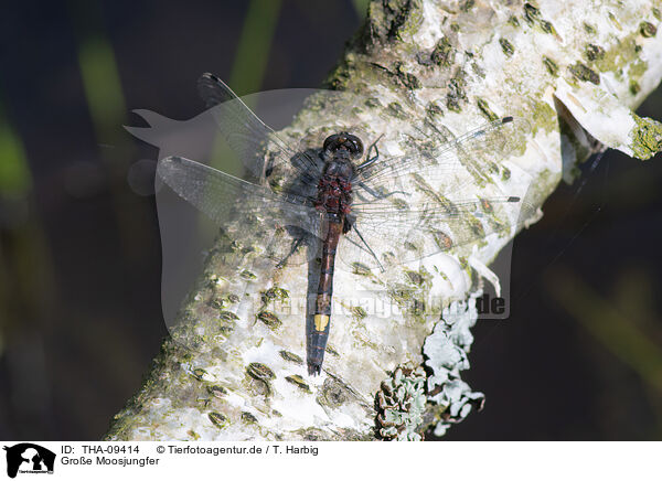 Groe Moosjungfer / large white-faced darter / THA-09414