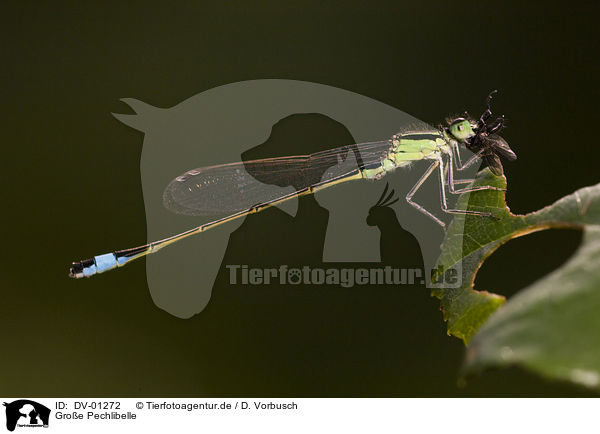 Groe Pechlibelle / dragonfly / DV-01272
