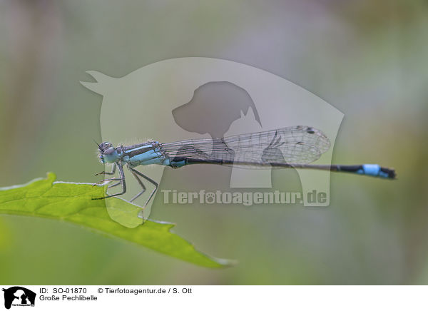 Groe Pechlibelle / blue-tailed dragonlfly / SO-01870