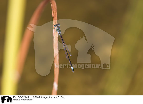 Groe Pechlibelle / blue-tailed dragonlfly / SO-02141