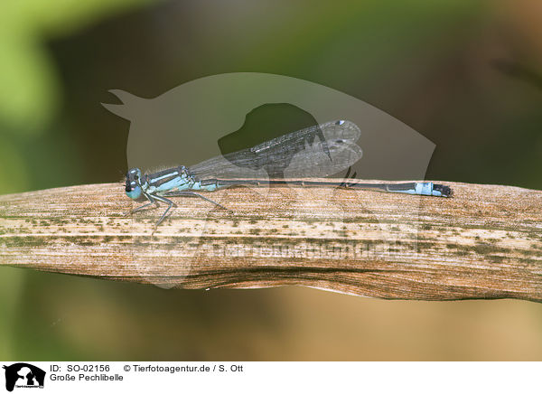 Groe Pechlibelle / blue-tailed dragonlfly / SO-02156