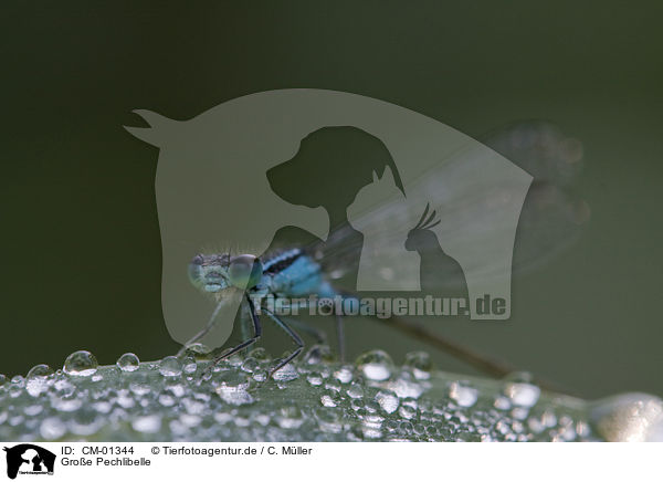 Groe Pechlibelle / damselfly / CM-01344