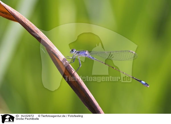 Groe Pechlibelle / Blue-tailed Damselfly / HJ-02972