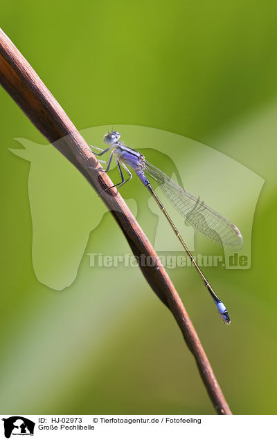 Groe Pechlibelle / Blue-tailed Damselfly / HJ-02973