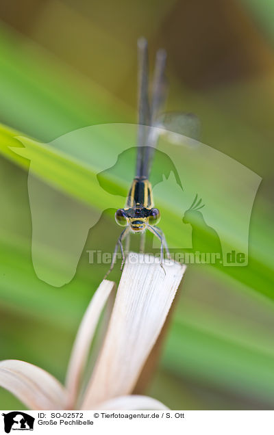 Groe Pechlibelle / blue-tailed damselfly / SO-02572