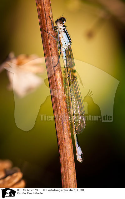Groe Pechlibelle / blue-tailed damselfly / SO-02573