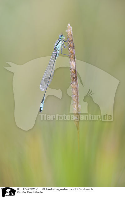 Groe Pechlibelle / blue-tailed damselfly / DV-03217