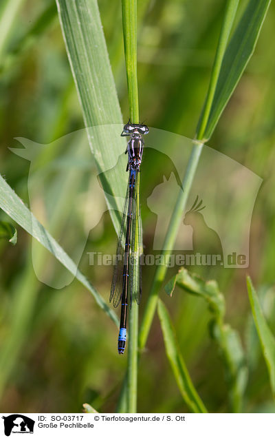Groe Pechlibelle / blue-tailed damselfly / SO-03717