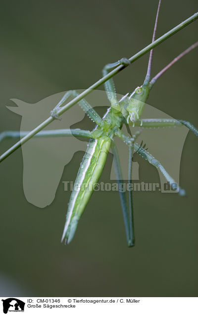 Groe Sgeschrecke / grasshopper / CM-01346