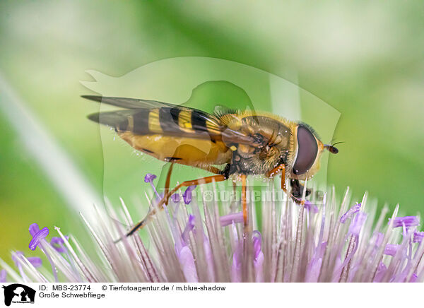 Groe Schwebfliege / common banded hoverfly / MBS-23774