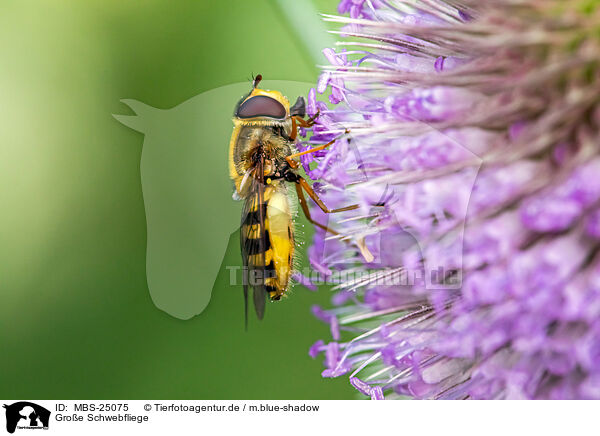 Groe Schwebfliege / common banded hoverfly / MBS-25075