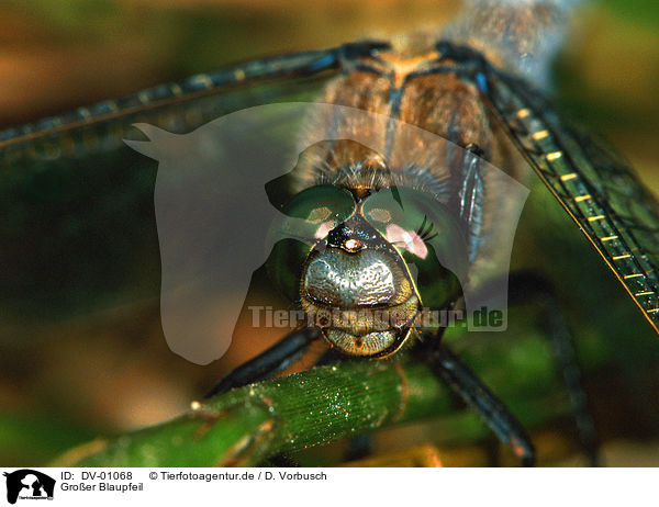 Groer Blaupfeil / black-tailed skimmer / DV-01068