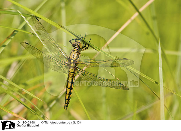 Groer Blaupfeil / black-tailed skimmer / SO-01981