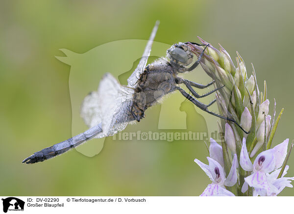 Groer Blaupfeil / black-tailed skimmer / DV-02290