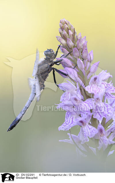 Groer Blaupfeil / black-tailed skimmer / DV-02291