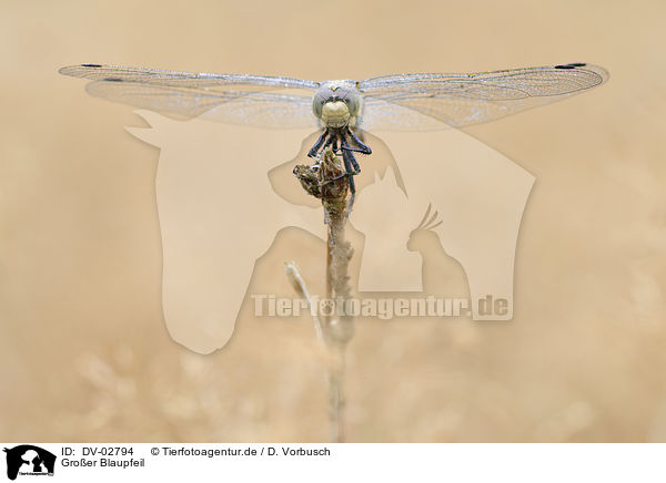 Groer Blaupfeil / black-tailed skimmer / DV-02794