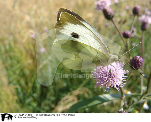 Groer Kohlweiling / butterfly / WJP-01186