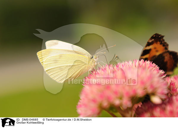 Groer Kohlweiling / large white butterfly / DMS-04685
