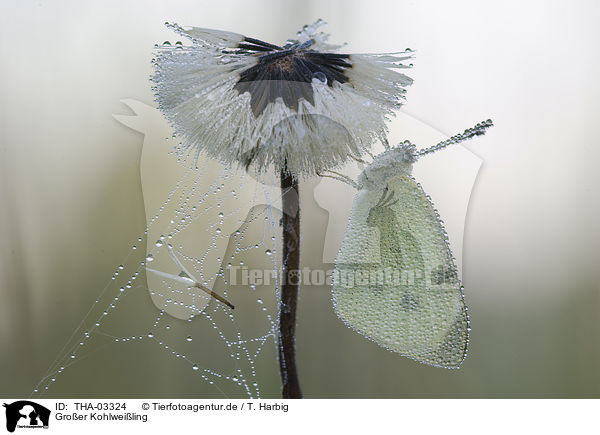 Groer Kohlweiling / large white butterfly / THA-03324