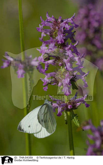 Groer Kohlweiling / large white butterfly / THA-04359