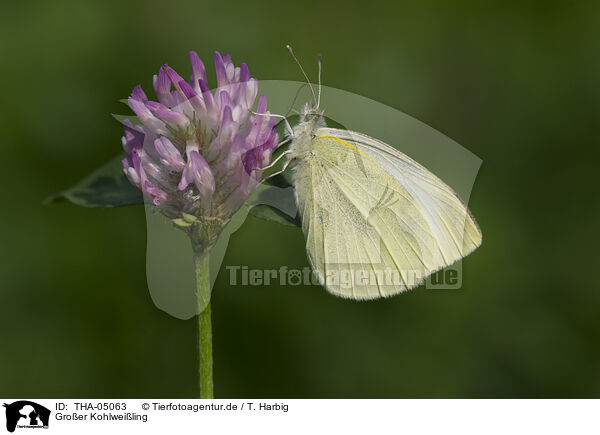 Groer Kohlweiling / large white butterfly / THA-05063