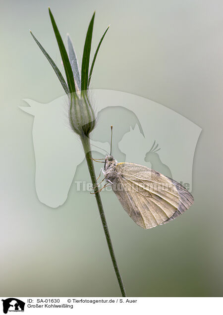 Groer Kohlweiling / large white butterfly / SA-01630