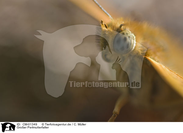 Groer Perlmutterfalter / butterfly / CM-01349