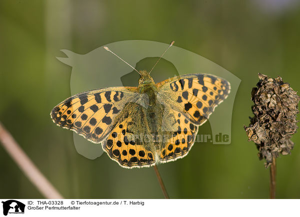 Groer Perlmutterfalter / brush-footed butterfly / THA-03328