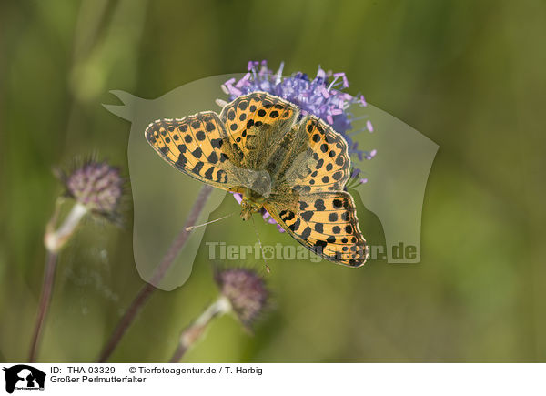 Groer Perlmutterfalter / brush-footed butterfly / THA-03329