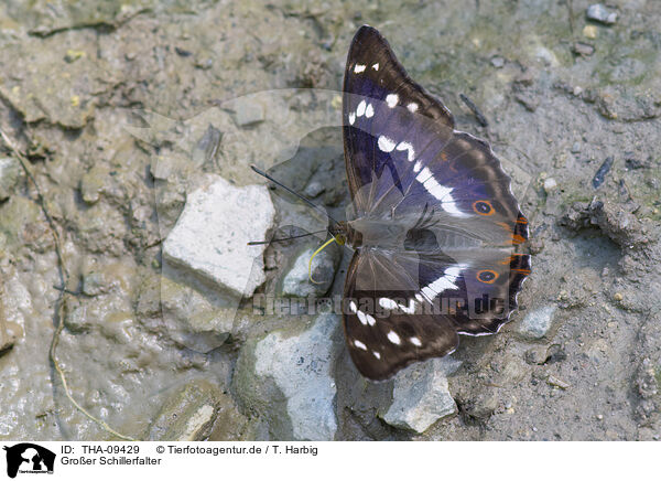 Groer Schillerfalter / purple emperor / THA-09429