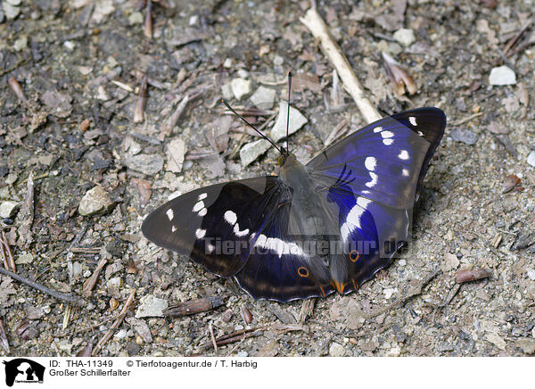 Groer Schillerfalter / purple emporer / THA-11349