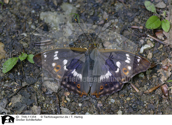 Groer Schillerfalter / purple emporer / THA-11354