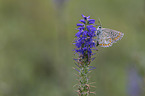 Groer Sonnenrschen-Bluling