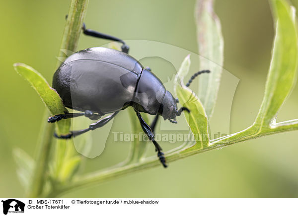 Groer Totenkfer / churchyard beetle / MBS-17671