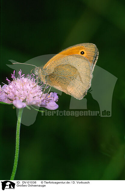 Groes Ochsenauge / meadow brown / DV-01036