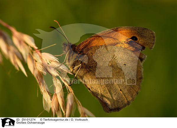 Groes Ochsenauge / butterfly / DV-01274