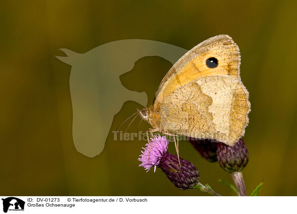 Groes Ochsenauge / butterfly / DV-01273