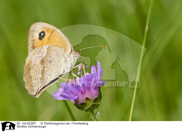 Groes Ochsenauge / Meadow brown / HJ-02287