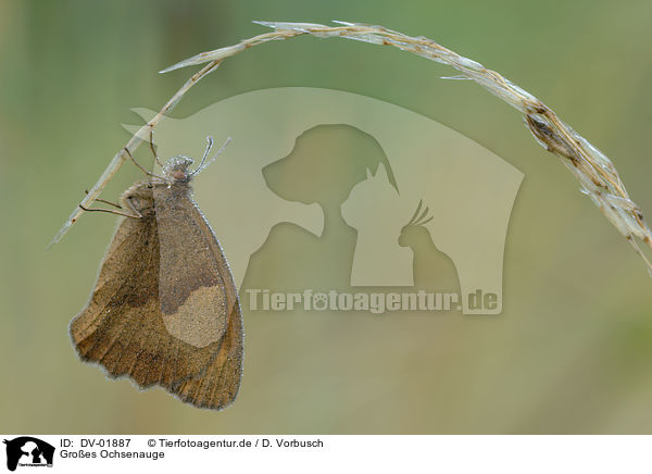 Groes Ochsenauge / meadow brown butterfly / DV-01887
